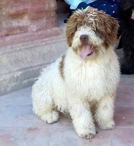 NEYMAR DEL ENDRINAL | Spanish Water Dog 