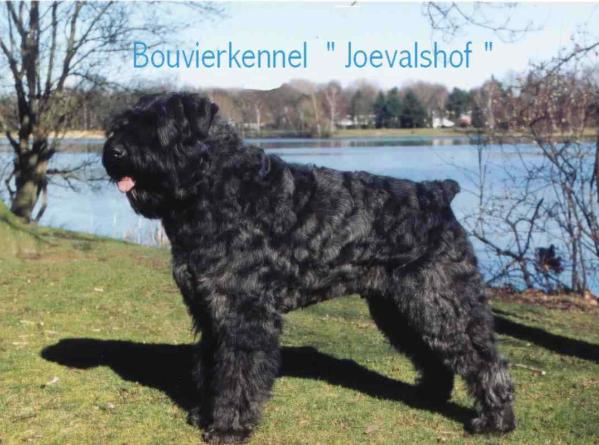 Macho Ashley off Soeranda's Home | Bouvier des Flandres 