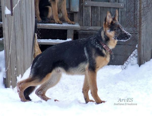 Arvarench Tajger | German Shepherd Dog 