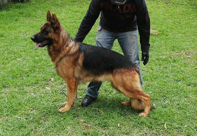 MARKO DE ANZOÁTEGUI | German Shepherd Dog 