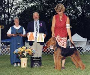 Stone Ridge Seabiscuit | Airedale Terrier 