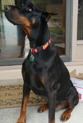 Elbrus iz Gratsiano | Black Doberman Pinscher