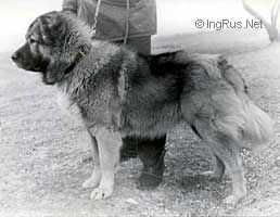 ABRE (MARTINENKO) | Caucasian Mountain Dog 