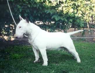 Bullactiv Sitting Bull | Miniature Bull Terrier 