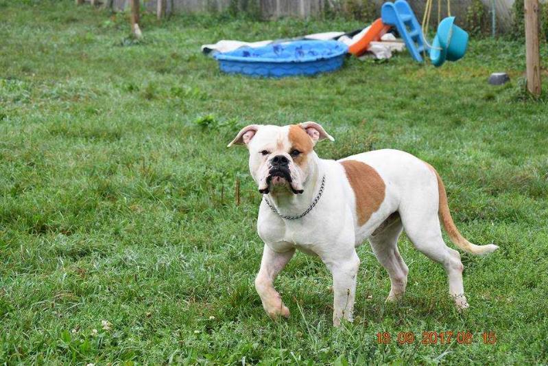 Highland's Jacob | American Bulldog 