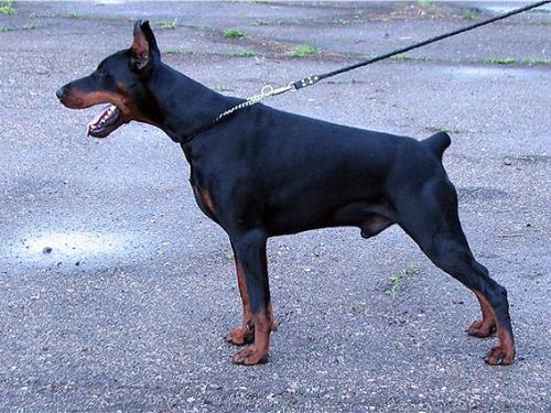 Yudzin iz Gratsiano | Black Doberman Pinscher