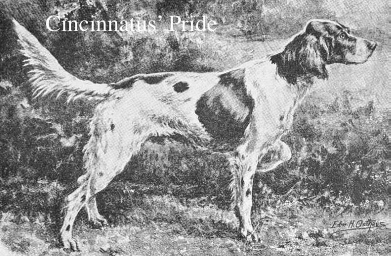 Cincinnatus Pride | English Setter 