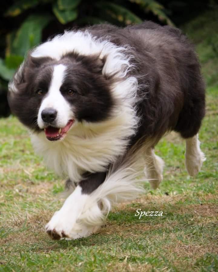 Constantin (QUEIJEIRO/CESARMAN) | Border Collie 