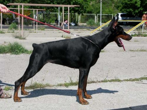 Yurkaya Shalunya iz Gratsiano | Black Doberman Pinscher