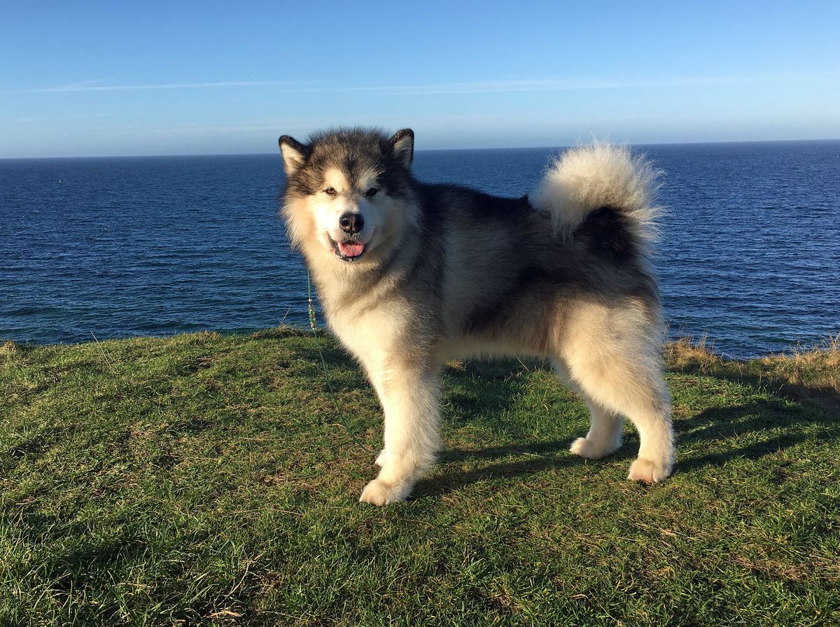 Juneau's California Gold Quest | Alaskan Malamute 
