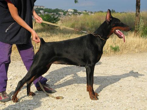 Yuzhnaya Krasavitsa iz Gratsiano | Black Doberman Pinscher