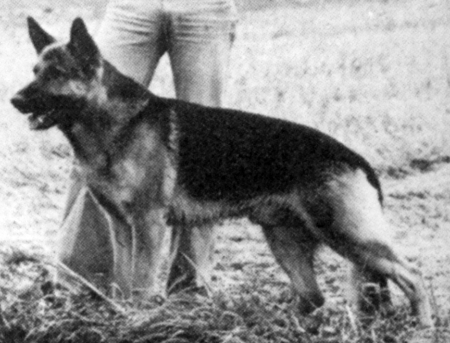 Vargo vom Seebachtal | German Shepherd Dog 