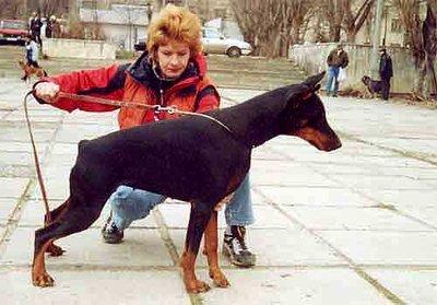 Ingrid Giza Shvarz iz Marialgrada | Black Doberman Pinscher