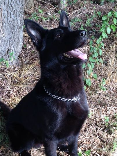 Geit Deviant zo Senco | German Shepherd Dog 