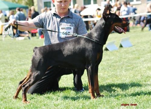 Evita Evra z Innej Bajki | Black Doberman Pinscher