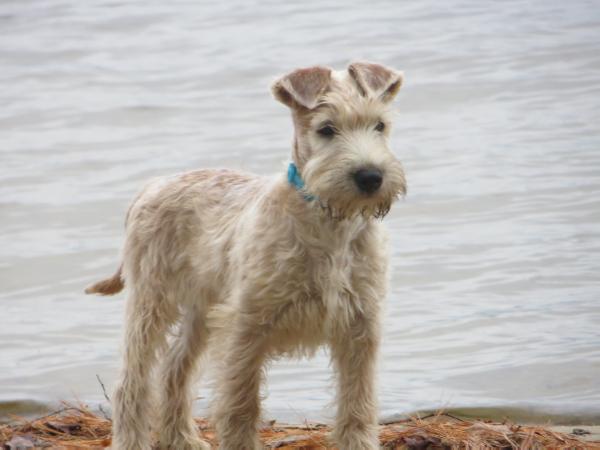 Cooper z Trziste | Soft Coated Wheaten Terrier 