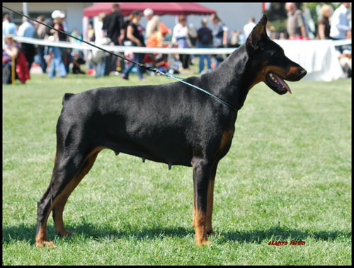 Enigma Enya z Innej Bajki | Black Doberman Pinscher
