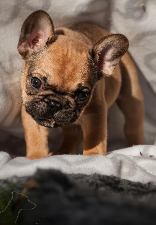 the little rascals Amaretto | French Bulldog 