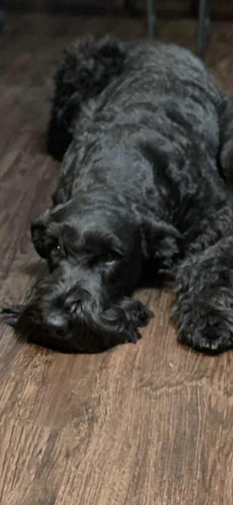 MENDED HEARTS' QUEEN ATHENA | Giant Schnauzer 