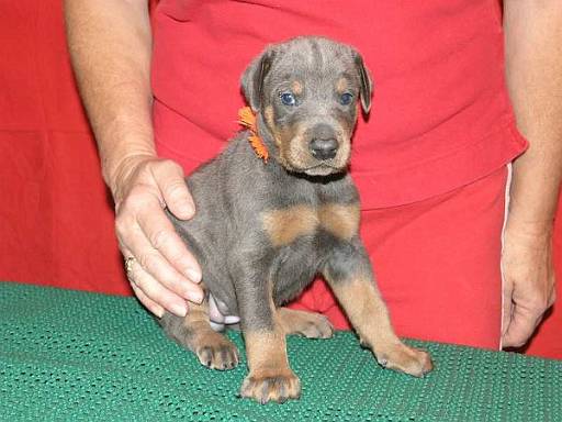 Jezabel od Dvou Lvu | Blue Doberman Pinscher