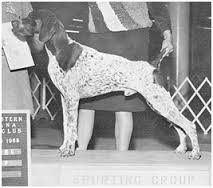 Huntabird's Main Reason | German Shorthaired Pointer 