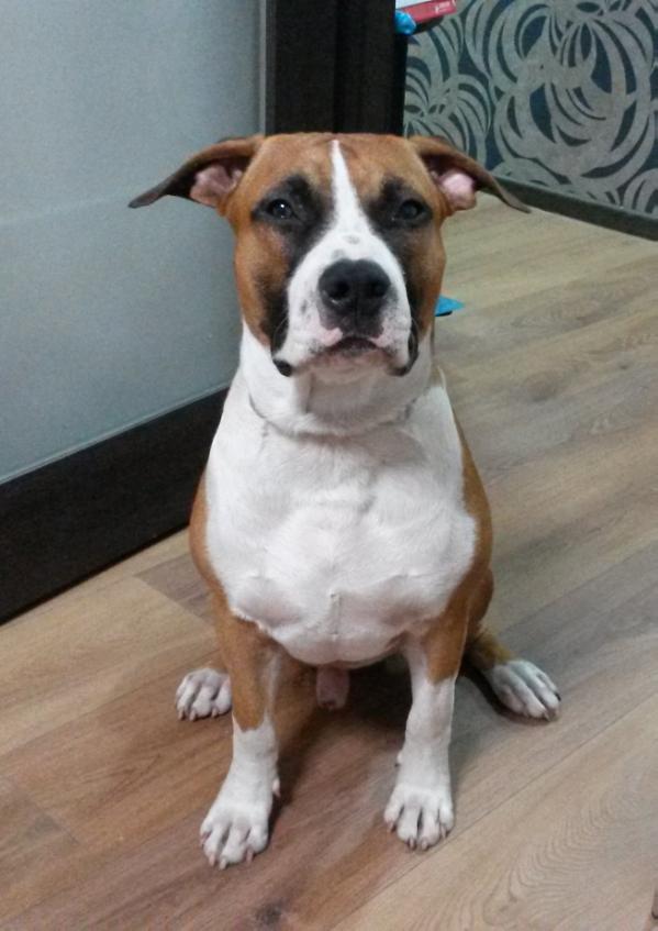 Roquefort Fast Step Feniks Ra | American Staffordshire Terrier 