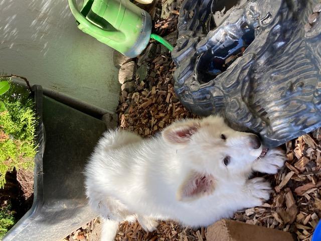 Balu Swiss Legend of World | White Swiss Shepherd Dog 