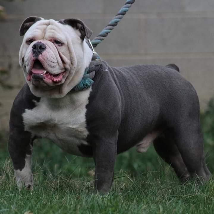 NSK Hitman | Olde English Bulldogge 