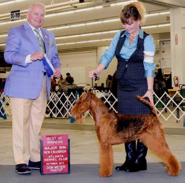 Terrydale HK Traymar National Affair | Airedale Terrier 