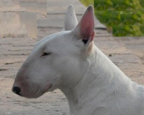 Arika de los Heroes | Bull Terrier 