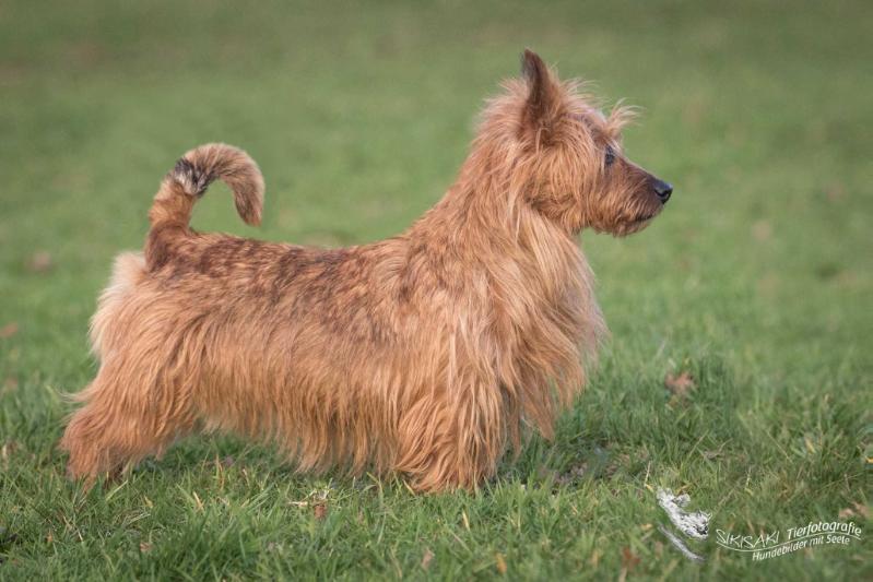 Arwen von den Grauen Anfurten | Australian Terrier 
