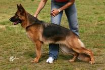 Jay-me vom Tal der Quellen | German Shepherd Dog 