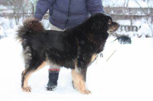 BEATA IZ DOMA SIMBY | Tibetan Mastiff 