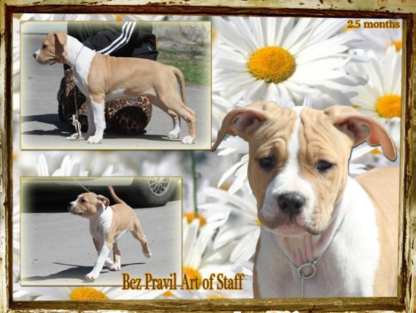 Bez Pravil Art of Staff | American Staffordshire Terrier 