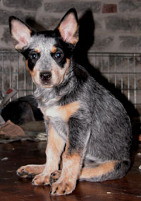 Rebeca | Australian Cattle Dog 