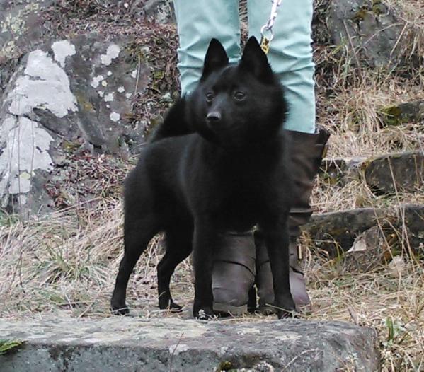 Athena Nubika | Schipperke 