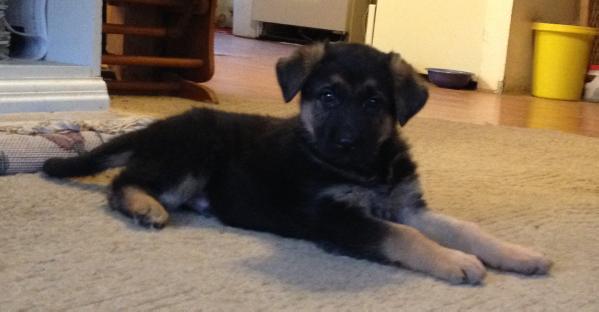 C.W. | German Shepherd Dog 