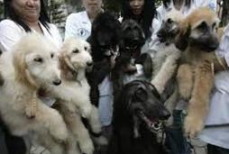 Gang (South Korea) | Afghan Hound 