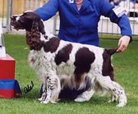 Wongan Amazing Grace | English Springer Spaniel 