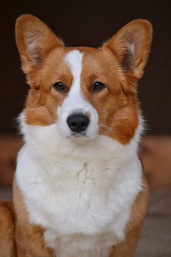 Wonderland Lady Cupid of Plum | Cardigan Welsh Corgi 