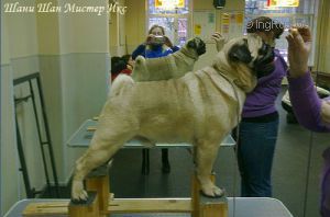 SHANI SHAN MISTER IKS | Pug 