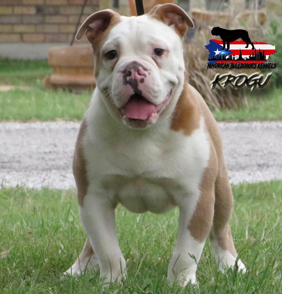 Nuyorican Bulldogges Krogu | Olde English Bulldogge 