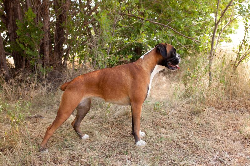 X-FACTORS RUM N RYNN OF CALICO CREEK | Boxer 