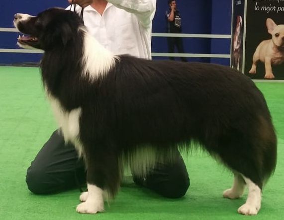 NAMASTE BORDERS BLACK PEARL | Border Collie 