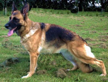 Katrin vom Butjenter Land | German Shepherd Dog 