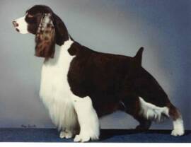 Kluane's Sharabian | English Springer Spaniel 