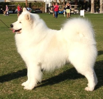 Cascade 'N Starstruck Surfin' To Del Mar | Samoyed 