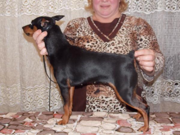 Fortis et Liber Be Happy | Miniature Pinscher 