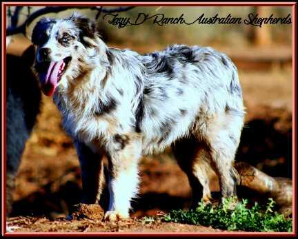 Lazy D's Smokeonthewater Smoke | Australian Shepherd 