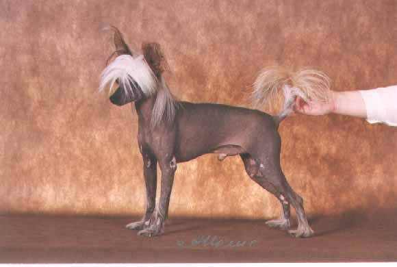 Sasquehanna Witraz | Chinese Crested 